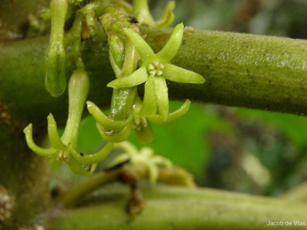 Cryptolepis buchananii R.Br. ex Roem. & Schult.